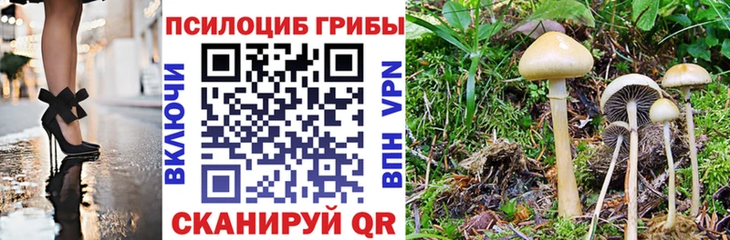 Купить где  Шумиха  Галлюциногенные грибы Cubensis 